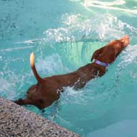 Dog Daze At Adel Iowa Pool