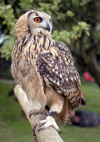 Owl Prowl in Dallas County