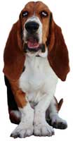 Adel Cedar Creek Veterinary Clinic