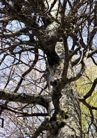 Big Trees of Dallas County 