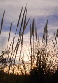 Dallas County Summer Solstice
