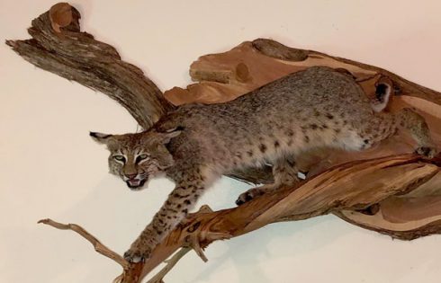 Monte Cat from Keeping Wild Spirits Taxidermy - Adel Iowa