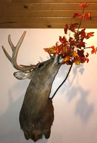 Deer Head from Keeping Wild Spirits Taxidermy - Adel Iowa