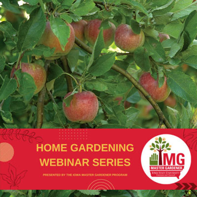 Master Gardener Webinar Series Apple Tree Pruning